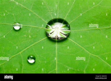 Hoja Agua Fotografías E Imágenes De Alta Resolución Alamy