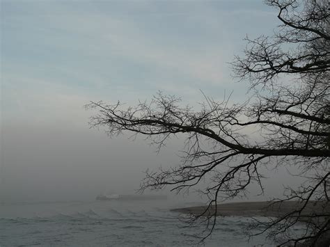 Free Images Sea Tree Nature Branch Winter Cloud Sky Fog Mist