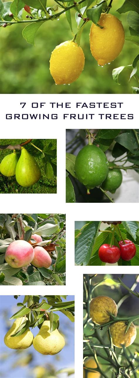 7 Of The Fastest Growing Fruit Trees Growing Fruit Trees Fast Growing Fruit Trees Indoor