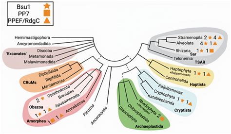 Eukaryotic PPP Subtype Sequences Mapped Onto The Current Eukaryotic