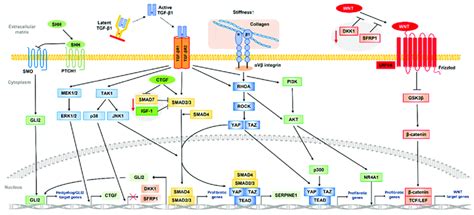 Schematic Representation Of Core Pathways Involved In Development Of