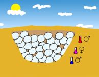 Investigating Sea Turtles And Sex Determination