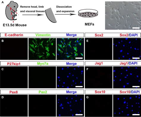 Frontiers Stepwise Induction Of Inner Ear Hair Cells From Mouse