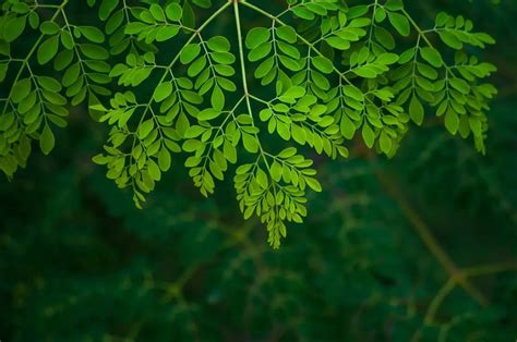 Pourquoi Le Moringa Est Il Un Super Aliment Gourmand Sans Gluten