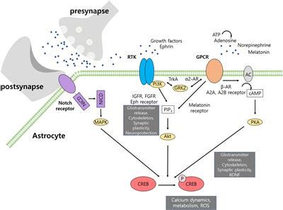 Frontiers Cyclic Response Element Binding Protein CREB