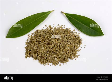 Yerba mate, dried leaves, Ilex paraguariensis, Mate, dry sheets, Ilex paraguariensis holly ...