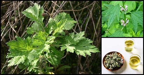 Motherwort Damong Maria A Key To Keep Our Heart Healthy Dr Farrah Md