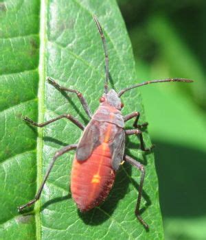 Soapberry Bug Boisea Trivittata BugGuide Net