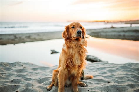 hd wallpaper dog puppy golden retriever wallpaper flare