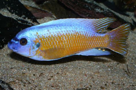 Labeotropheus Fuelleborni • Labeotropheus Fuelleborni • Fiche Poissons