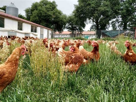 Las Gallinas De Pazo De Vilane Disfrutan Durante Todo El A O De Pastos