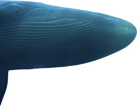 Tank The Blue Whale Vector Png 5 By Davidgracian On Deviantart