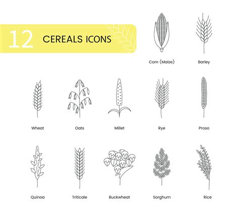 The Set Of Icons Of Grain Plants Includes Wheat Oats And Barley Rye