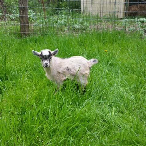 Pygmy Kids Ackley Acres Pygmy And Fainting Goats