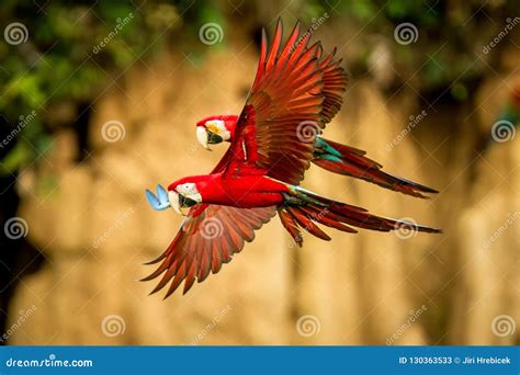 Macaw Parrot Flying