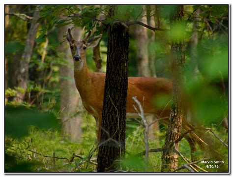 Nature In The Ozarks White Tailed Deer Odocoileus Virginianus