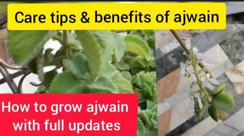 Ajwain Care Tips Of Ajwain Plant Benefits Of Ajwain How To Use