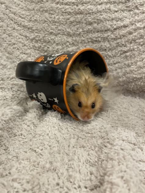 Did Some Halloween Photo Shoots With My Cute Hammies Rhamsters