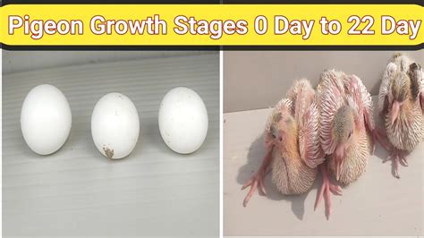 Pigeon Growth Stages Baby Chick Growth YouTube