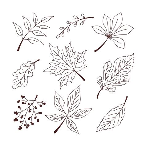 Premium Vector Doodle Leaves Set Autumn Leaves Vector Illustration