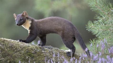 Pine marten numbers almost double in Northern Ireland - BBC Newsround