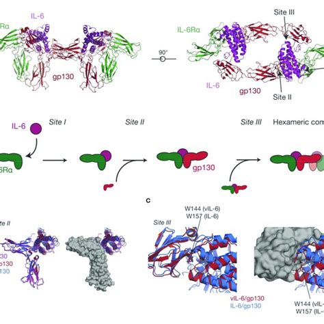 The Structure Of Il 11 A Two Views Of The Structure Of Il 11 Pdb