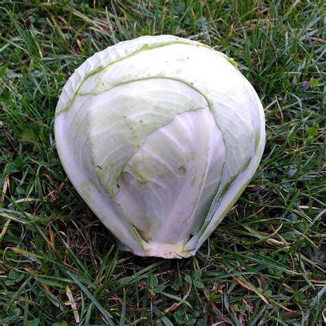 Choux Cabus Blanc Poids Kg Aux Jardins D Adrien