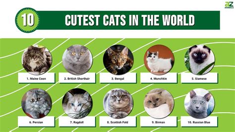Cutest Cat Breeds In The World