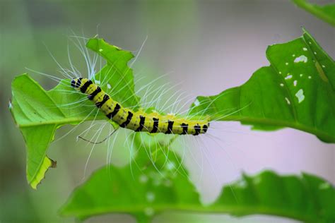 Garden Pests: How to Control Pests in Your Garden - MyBlooog