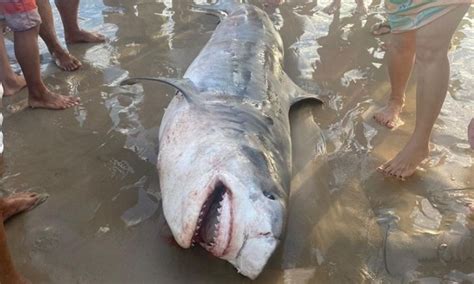 Estância tubarão tigre fica preso em rede de pesca na praia do Abaís