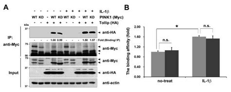 Association Between Pink1 And Tollip Increases Upon Il 1β Stimulation Download Scientific