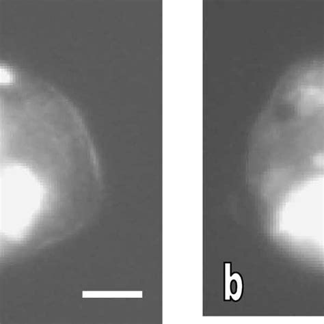 Pdf Short Term In Vitro Culture Of Cryptocaryon Irritans A Protozoan