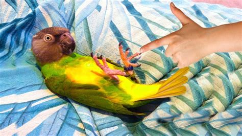 Funny Parrots Playing Dead Parrots So Smart Funny Everyday