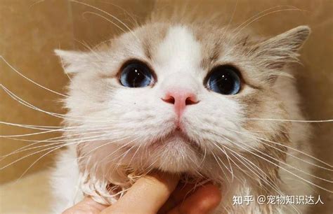 布偶猫洗澡篇：别让你的无知，害了它！