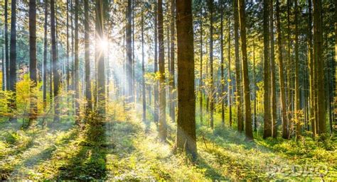 Fototapete Sonne Erhellt Den Wald Nach Ma Myredro De