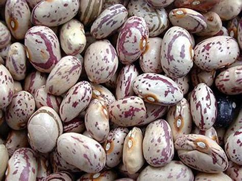 Common Beans Bayamtaş