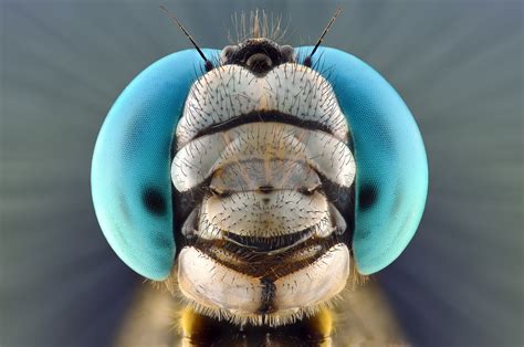 These Close-Up Shots of Tropical Bugs Are Beautifully Frightening | WIRED