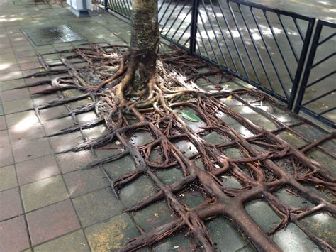 10 Tree Roots Winning Their Battle Against Concrete Bored Panda