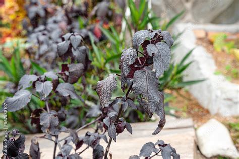 Purple Perilla Frutescens Var Crispa Also Known By Its Japanese Name