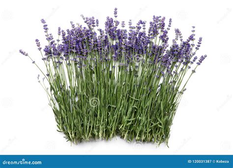 Lavender Flowers Isolated On White Stock Image Image Of Field