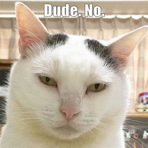 Funny Cat Memes 2025 - Benjamin Rhodes