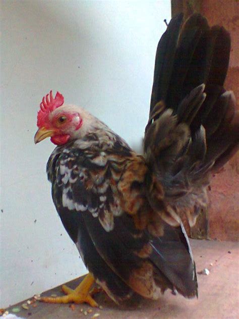 Ayam Serama Dewasa Jual Ayam Hias