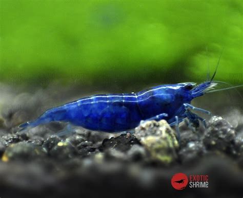 Comprar Blue Diamond Neocaridina En Exotic Shrimp Es