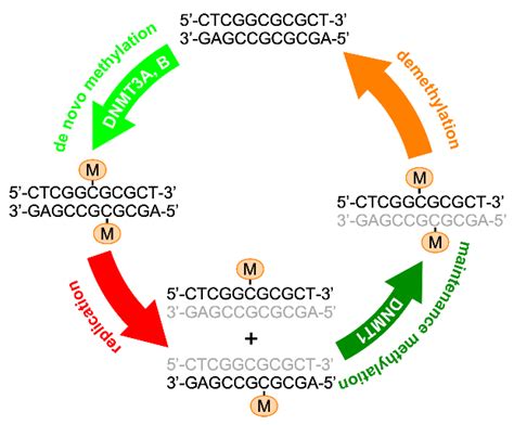 Ijms Free Full Text Sex And Race Related Dna Methylation Changes In