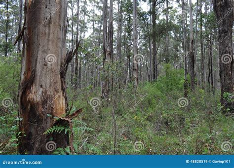 Karri And Jarrah Forest Of The South West Of Australia Stock Photo