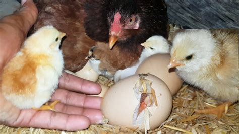 Chicken Eggs Hatched To Many Chicks One Egg Cracked And Chick Born From