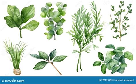 Watercolor Collection Of Fresh Herbs Stock Illustration Illustration