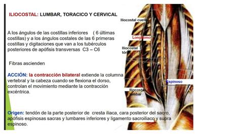 Iliocostal: Lumbar, torácico y cervical | Bosque | uDocz
