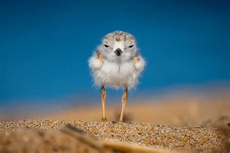 Piping plover chick | FWS.gov