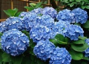 Hortensias Cuándo se podan Cuidados tipos y variedades